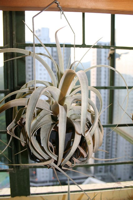 Tillandsia xerographica