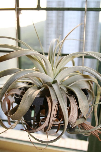 Tillandsia xerographica