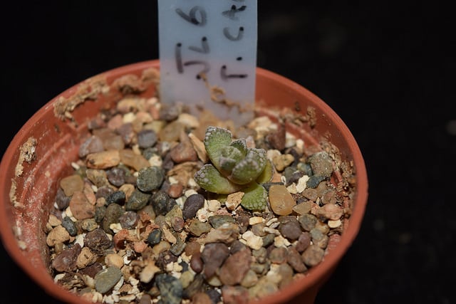 Titanopsis calcarea