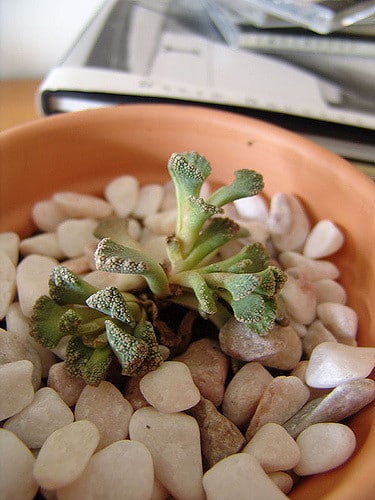 Titanopsis calcarea