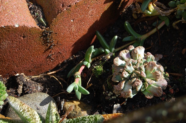 Titanopsis calcarea