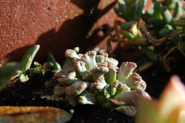 Titanopsis calcarea