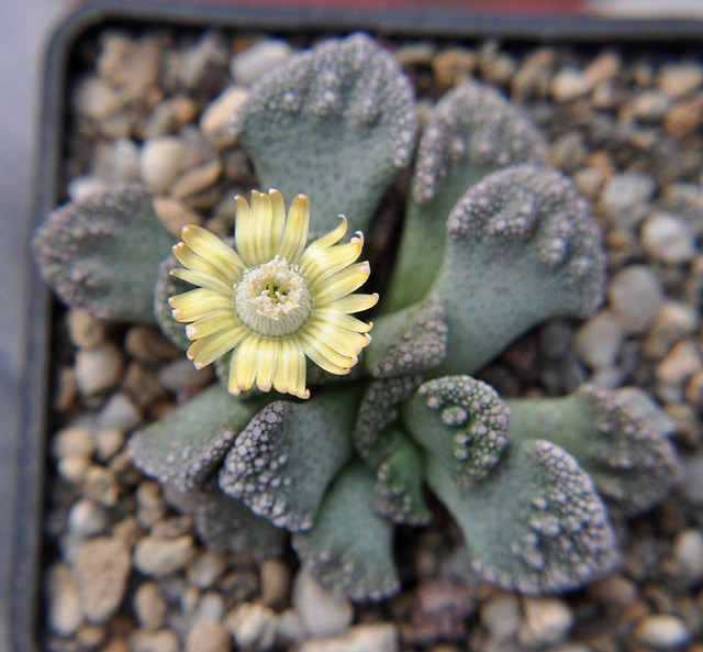 Titanopsis calcarea