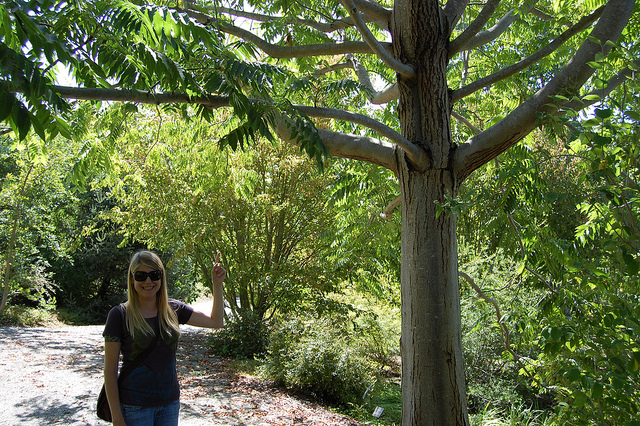 Acajou de chine (Toona sinensis)