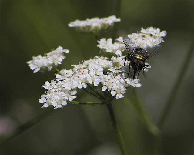 Torilis du japon
