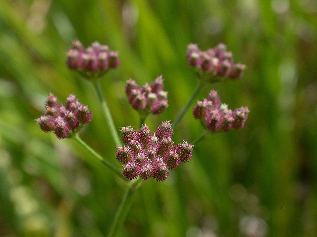 Torilis du japon (Torilis japonica)