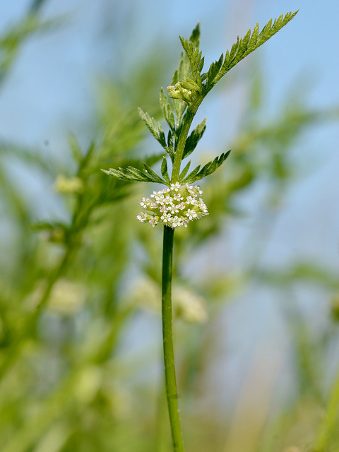 Torilis noueux