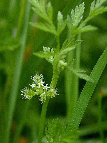 Torilis noueux
