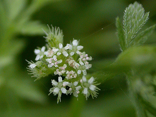 Torilis noueux