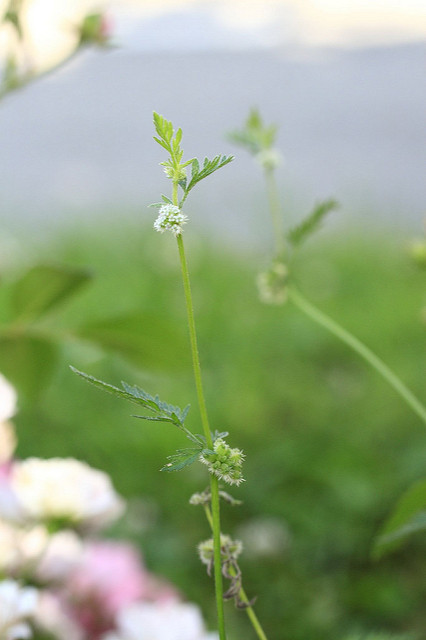 Torilis noueux