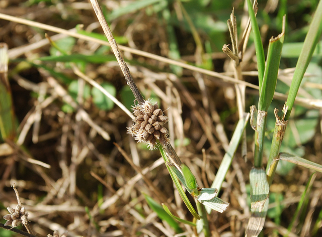 Torilis noueux (Torilis nodosa)