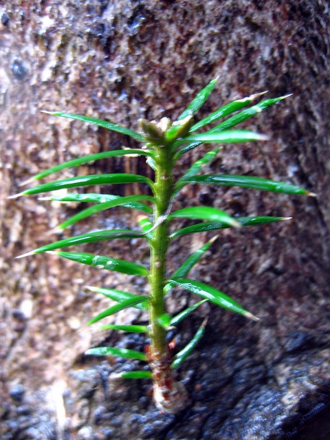 Torreya californica