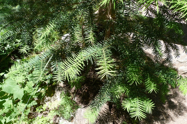 Torreya californica