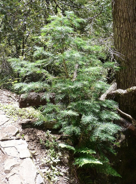 Torreya californica