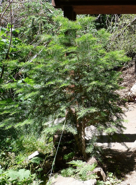 Torreya californica