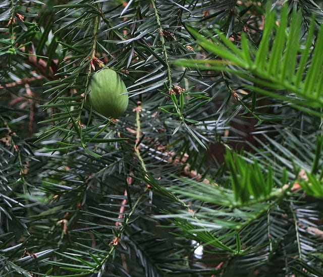 Torreya nucifera