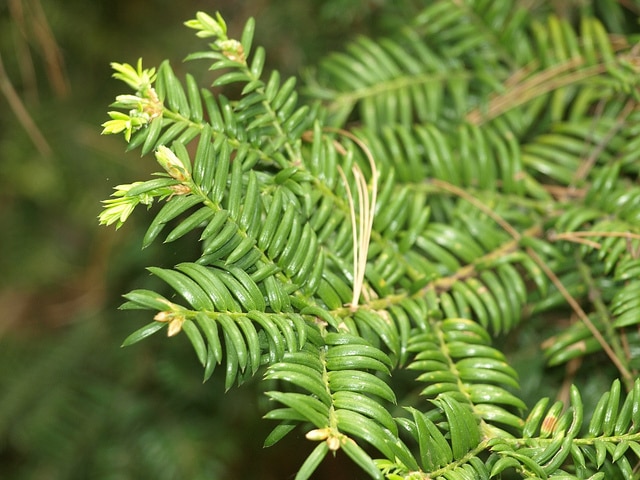 Torreya nucifera