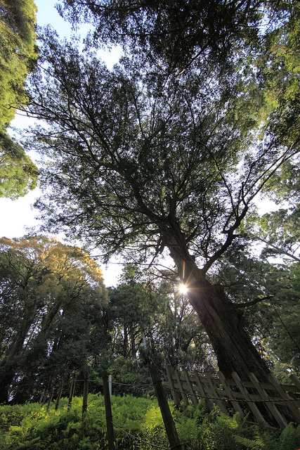 Torreya nucifera