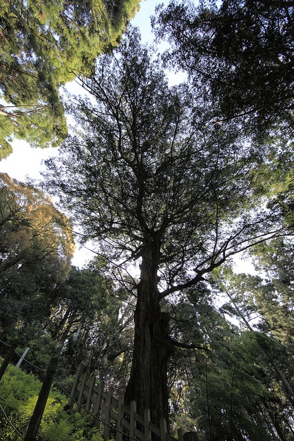 Torreya nucifera