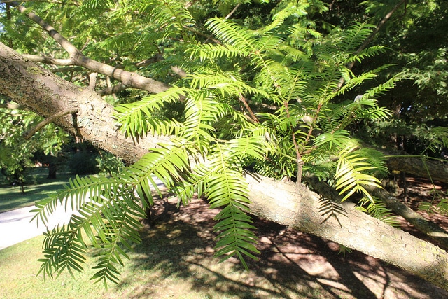 Torreya nucifera (Torreya nucifera)