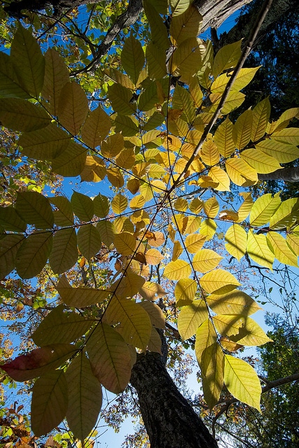 Vernis du japon (Toxicodendron vernicifluum)