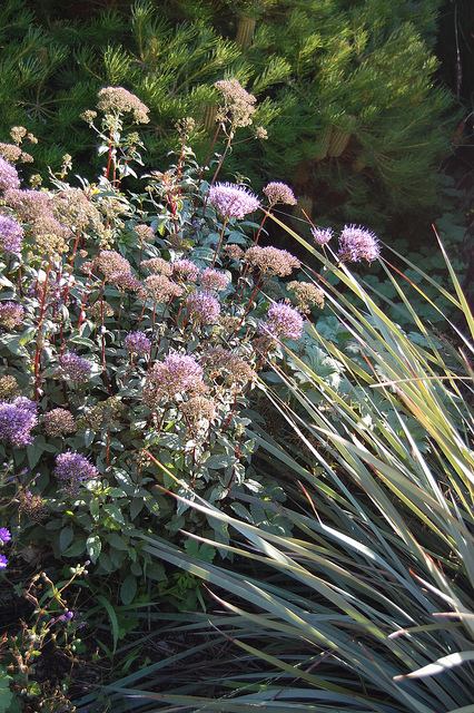 Trachélie céruléenne (Trachelium caeruleum)