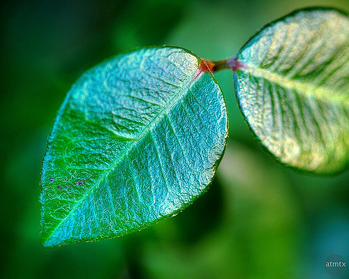 Jasmin étoilé jaune