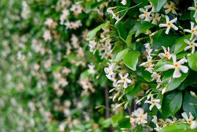 Jasmin étoilé jaune