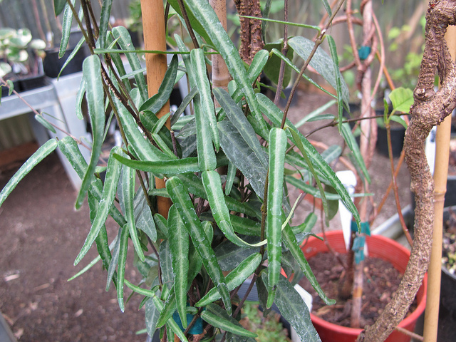 Jasmin étoilé jaune