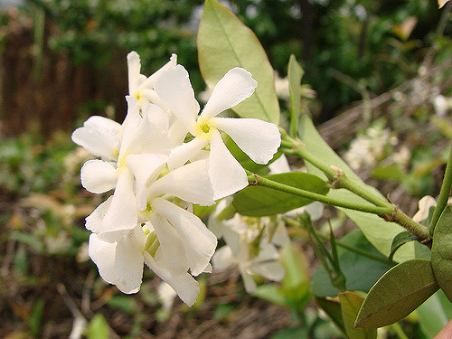 Faux jasmin