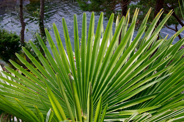 Palmier de chine (Trachycarpus fortunei)