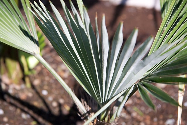 Trachycarpus princeps