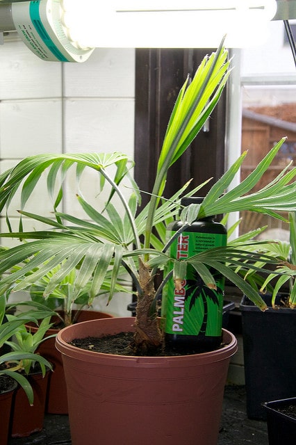 Trachycarpus princeps