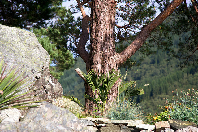 Palmier miniature de chusan (Trachycarpus wagnerianus)