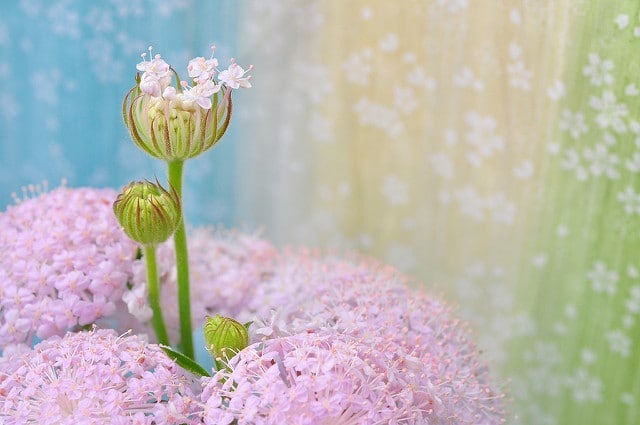 Trachymene coerulea