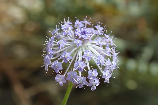 Trachymene coerulea