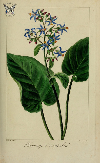 Trachystemon orientalis