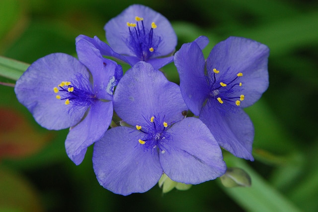 Ephémère de virginie ohiensis