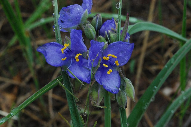 Ephémère de virginie ohiensis
