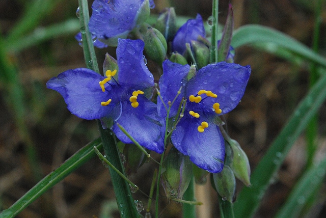 Ephémère de virginie ohiensis