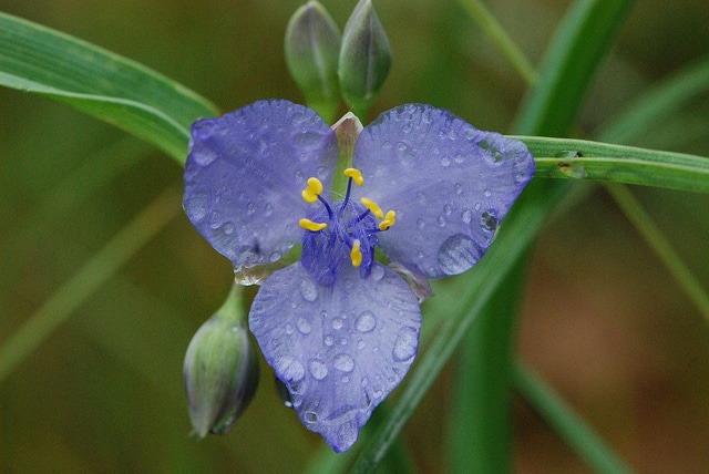 Ephémère de virginie ohiensis