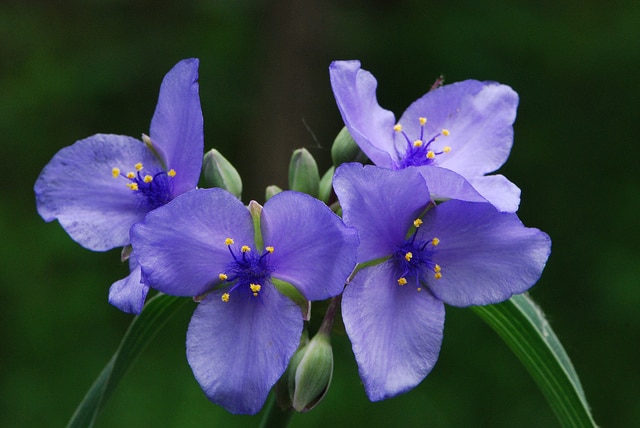 Ephémère de virginie ohiensis