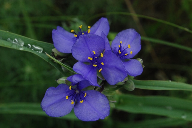Ephémère de virginie ohiensis (Tradescantia ohiensis)