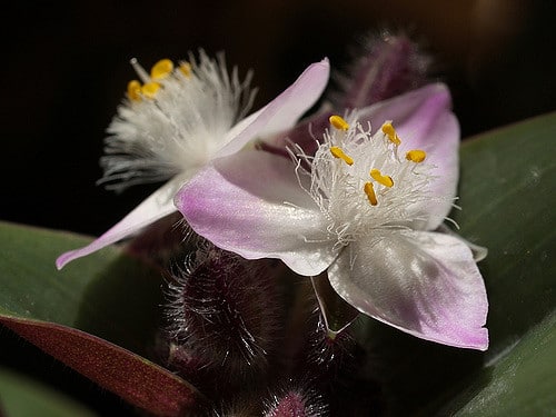 Misère pourpre