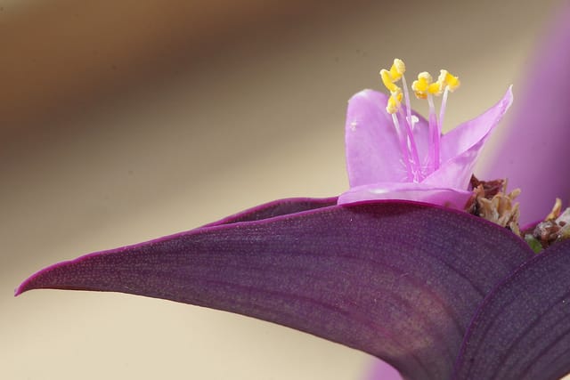 Misère pourpre