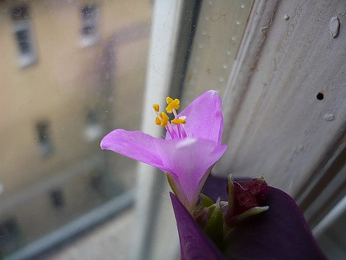 Misère pourpre