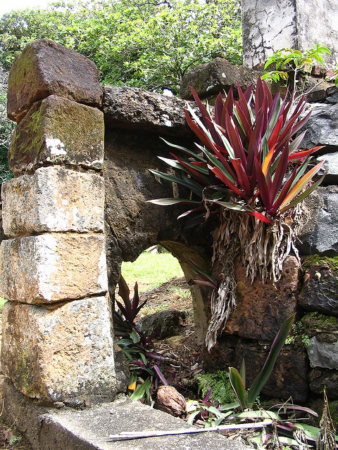 Tradescantia spathacea