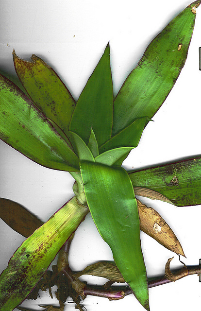 Tradescantia spathacea