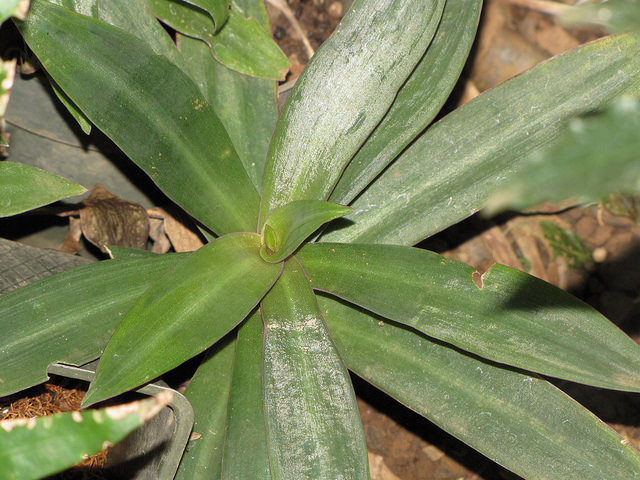 Tradescantia spathacea