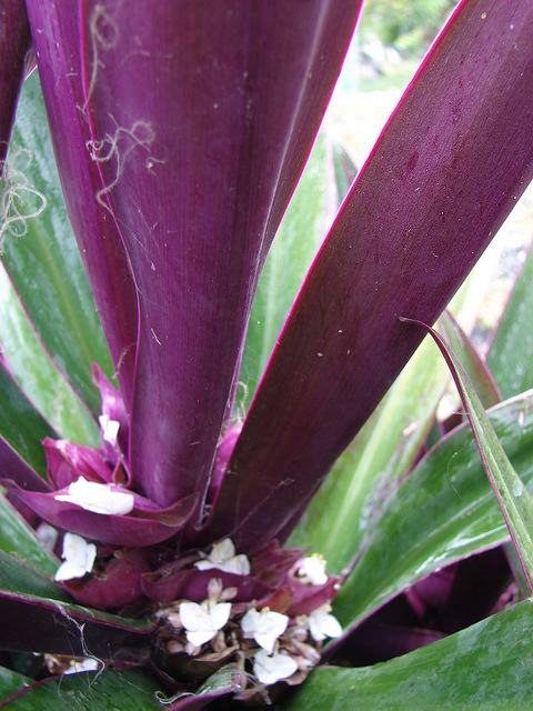 Tradescantia spathacea